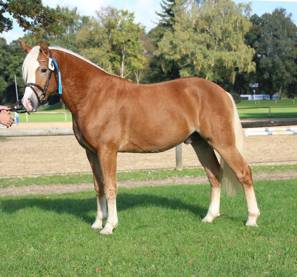 Werico-Gold v. Werano-Gold aus der Elitestute Piccola v. Aaron-B x Nathian