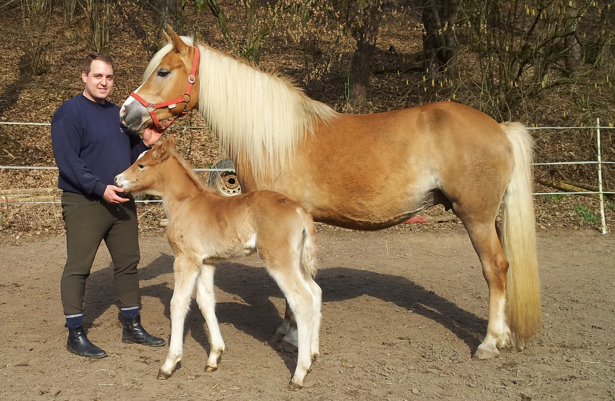 Stutfohlen Pippa, 5 Tage alt