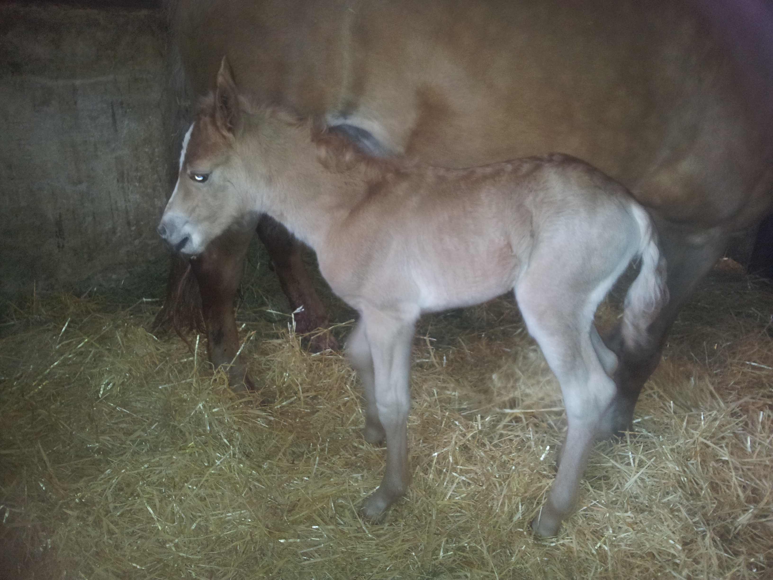 Worino-Gold, geb. 18.04.2014